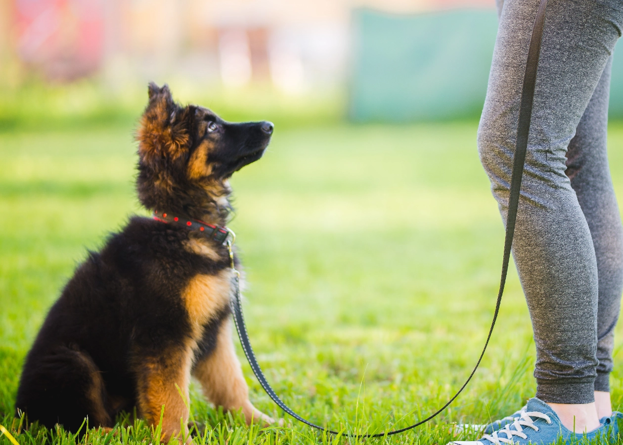 Image for Acme Dog Training Family Dog item -easy website, Website Builder, Obedience training, Simple Website, Positive reinforcement, Company Website, New Website, Agility training, Canine behavior, New Company, Free Website, Easy Website